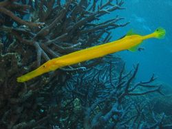 Trumpet fish-Great Barrier Reef- Aust by Joshua Miles 